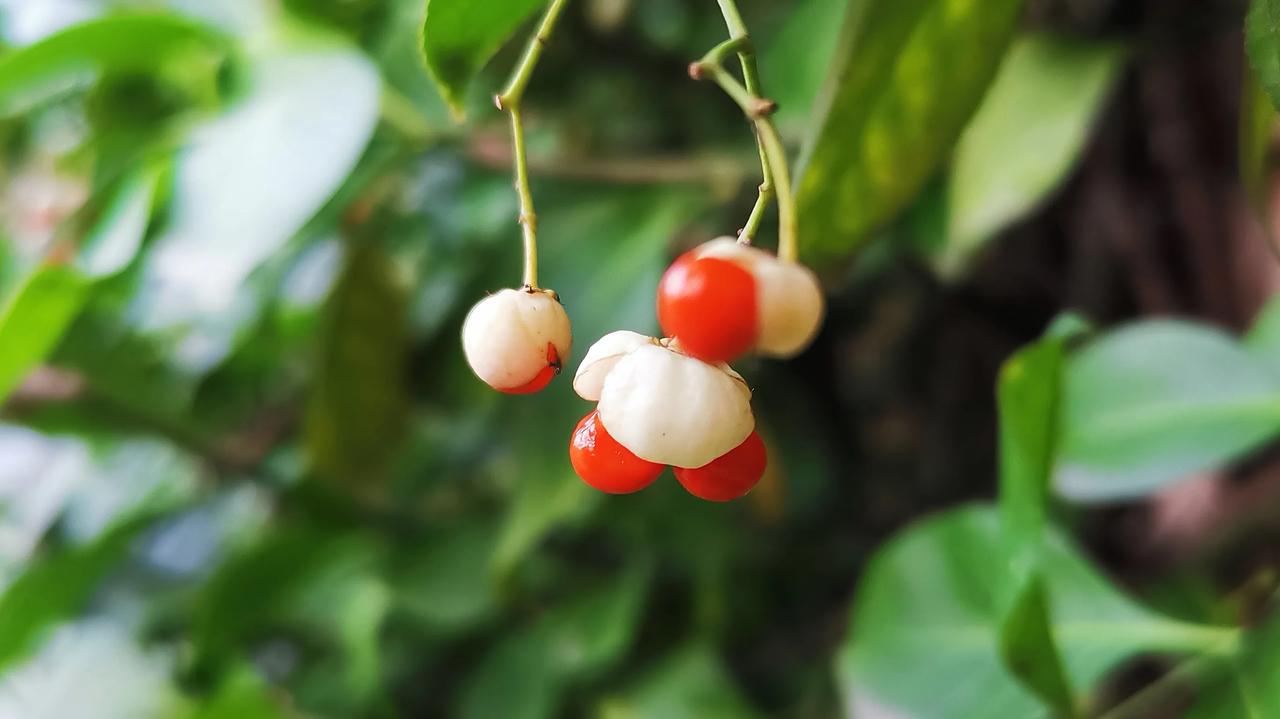 围墙上垂直绿化植物结的果子，虽然小小的，但是红的无比鲜艳。
所谓春华秋实，除了五