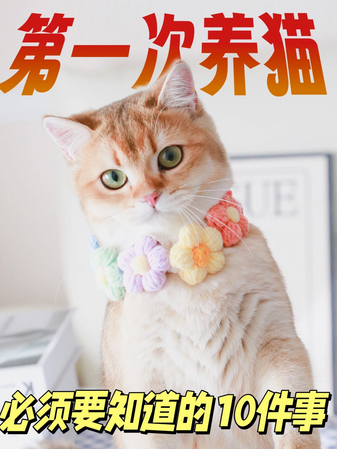 养猫新手必知！10个不可错过的养猫秘诀💡