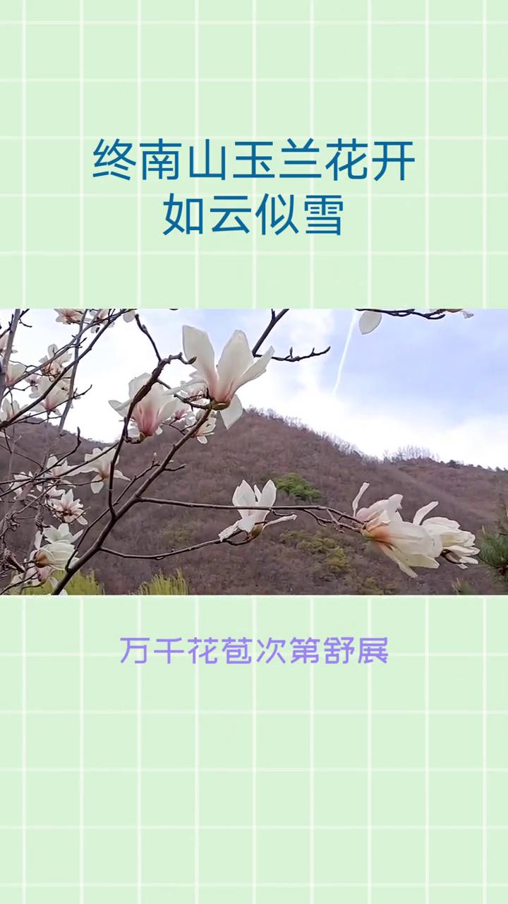终南山玉兰花开如云似雪。
终南山玉兰花开如云似雪。三月风软，终南山褪去深冬的清寒