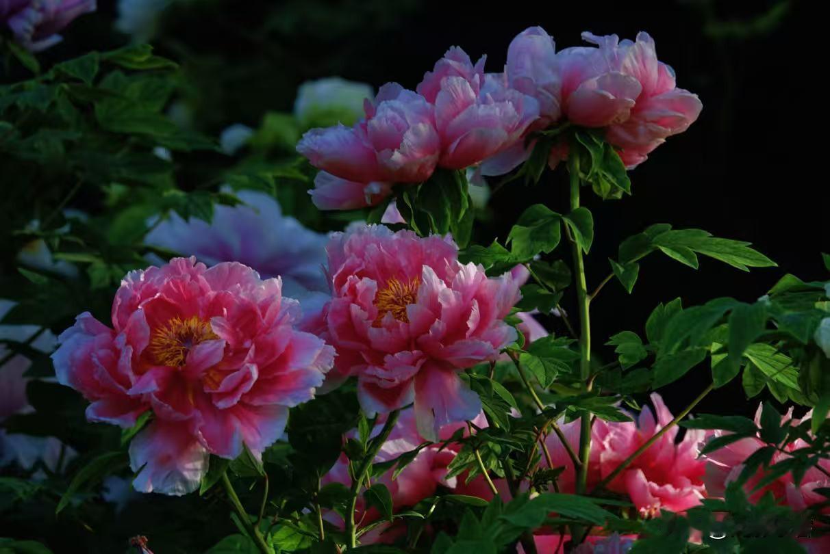 对于牡丹是百拍不厌，百赏不烦。今年在洛阳、北京与太原都欣赏了牡丹的英姿，闻到了牡