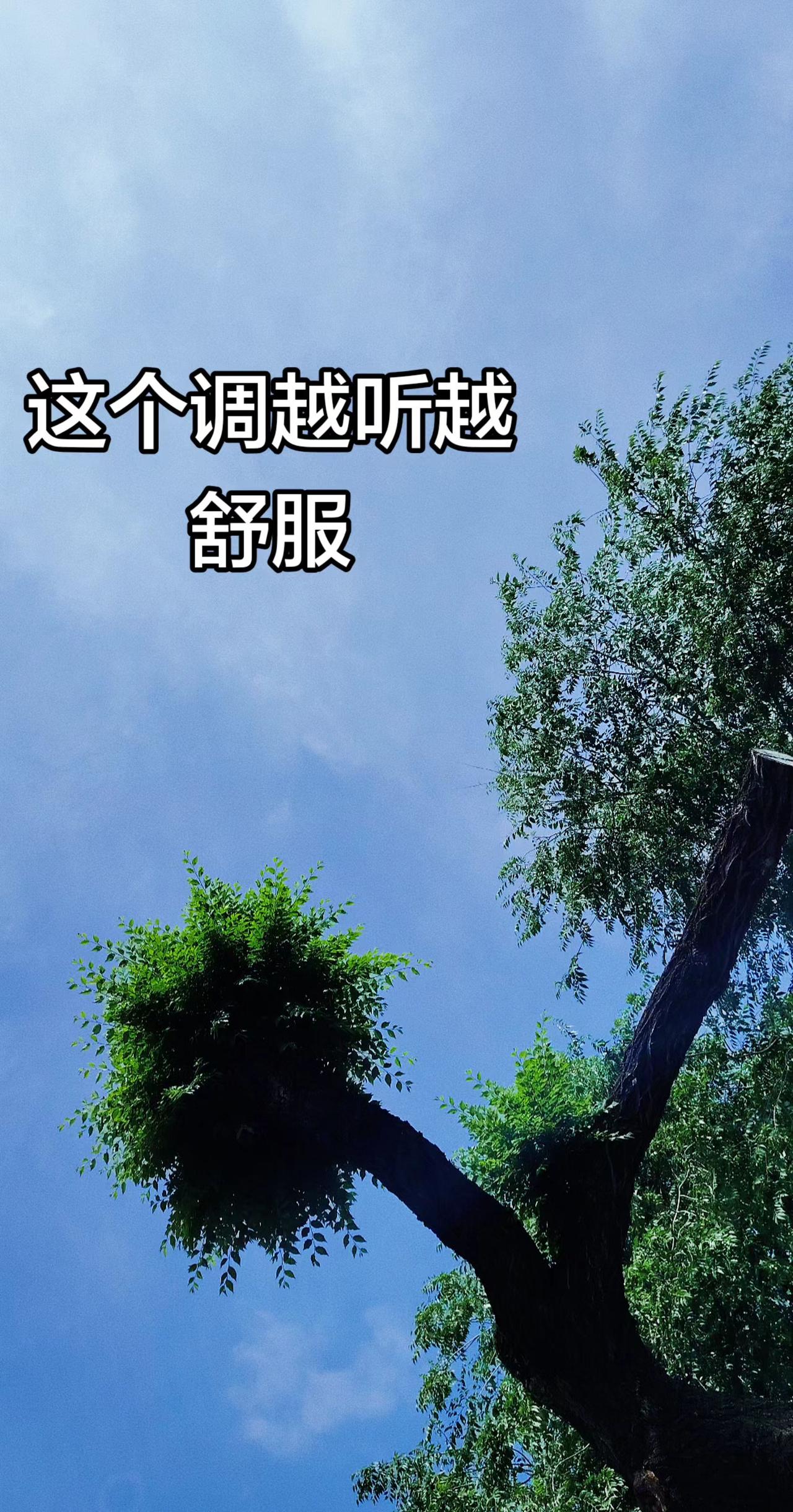 蓝天白云下的一棵树 蓝天与树的邂逅 树木蓝天风景绝了 自然是最好的取景框