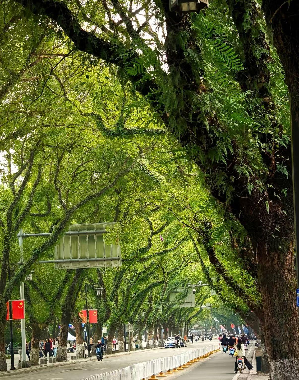 桂林的春天
淅淅沥沥的雨，
天气没有冬天那么冷，
在路上随手一拍都是美景，
万物