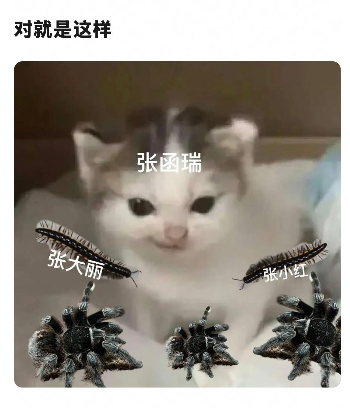 而我还在回味那条高会 