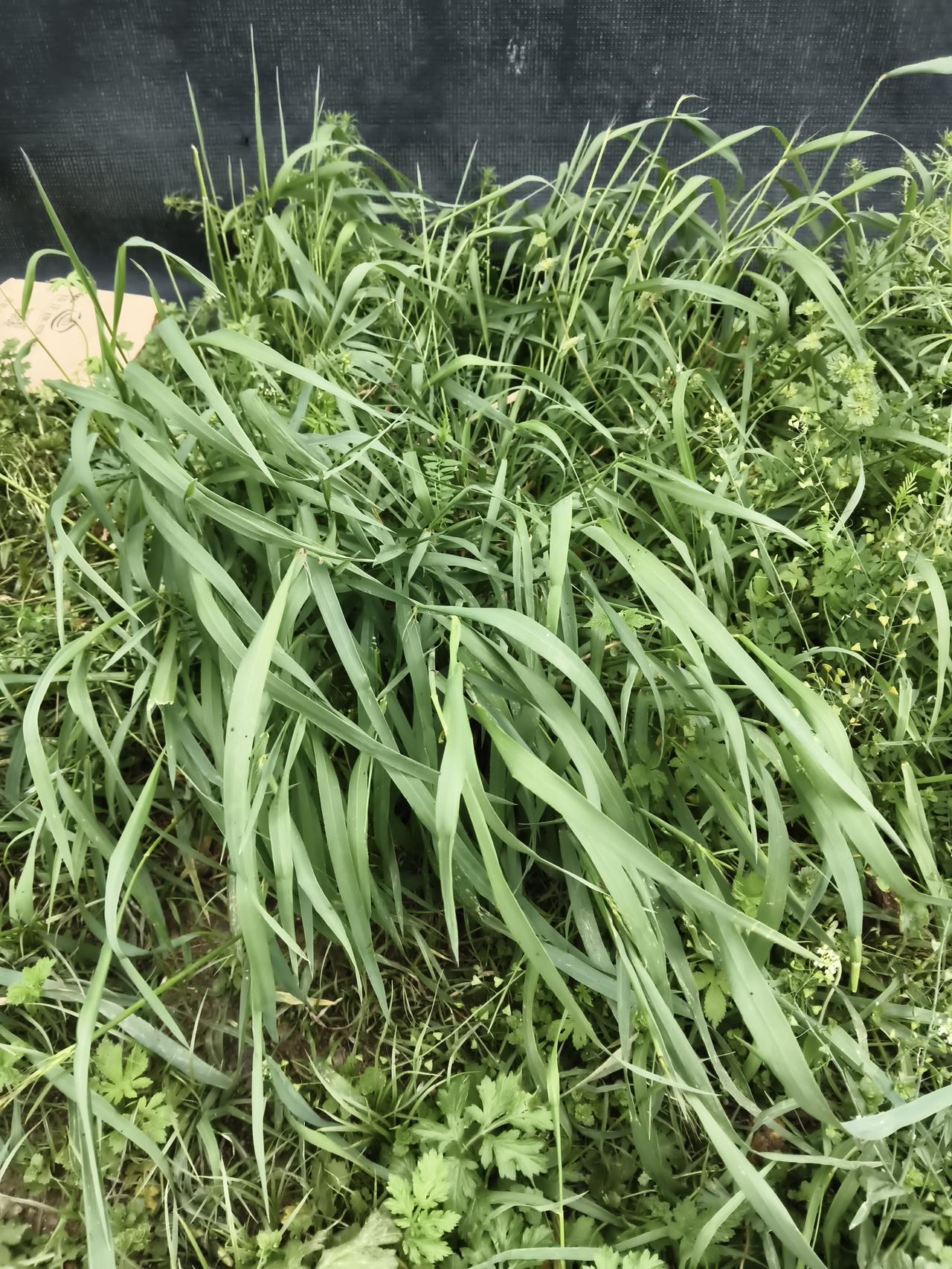 单依纯向李荣浩道歉你怎么看我认为他两个人都挺不错的。一个要给直播中唱的歌付费。一