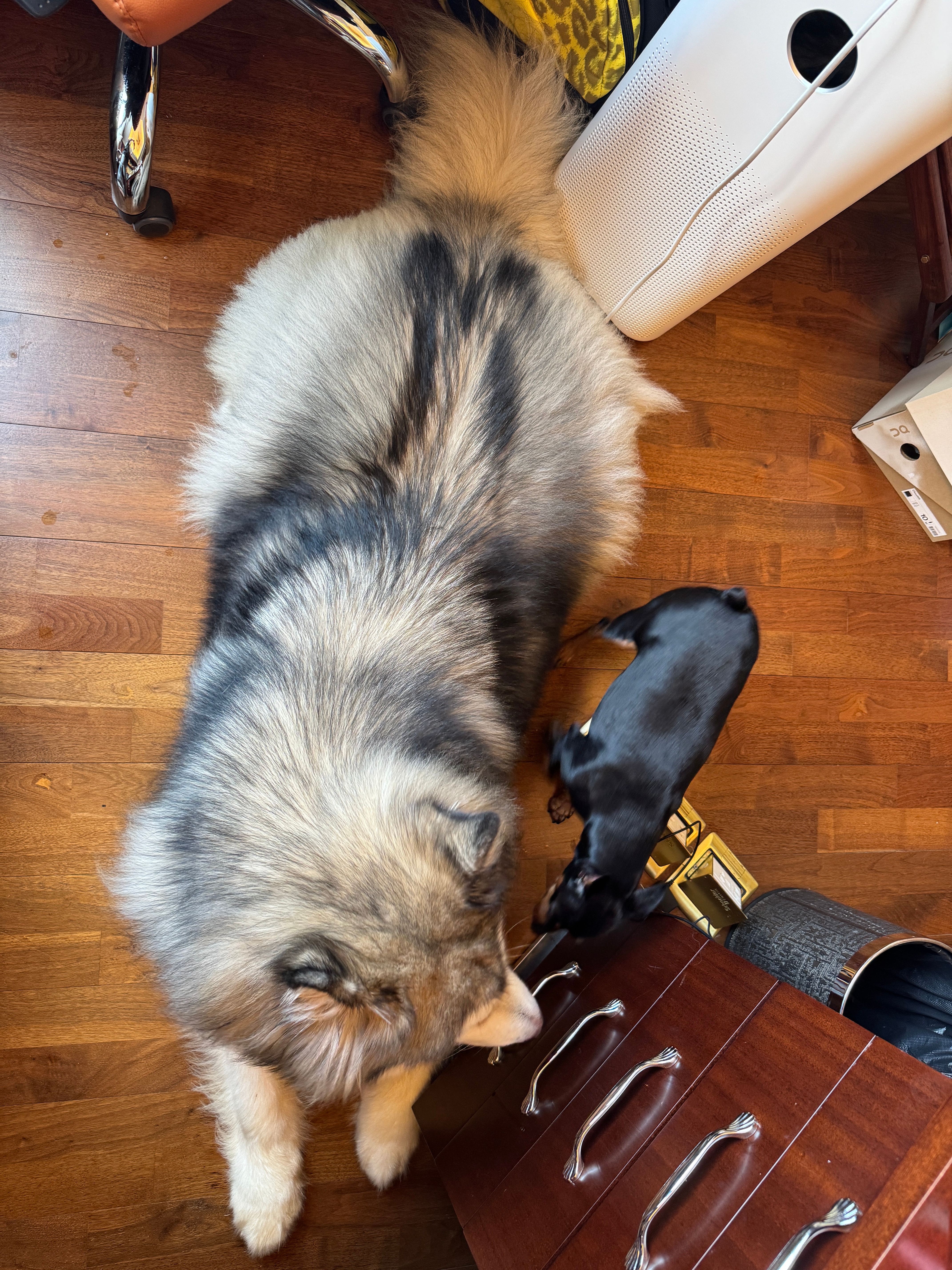 最近的幸福日记碎片𝐩𝐥𝐨𝐠🧩🐶 plog[超话] ​​​
