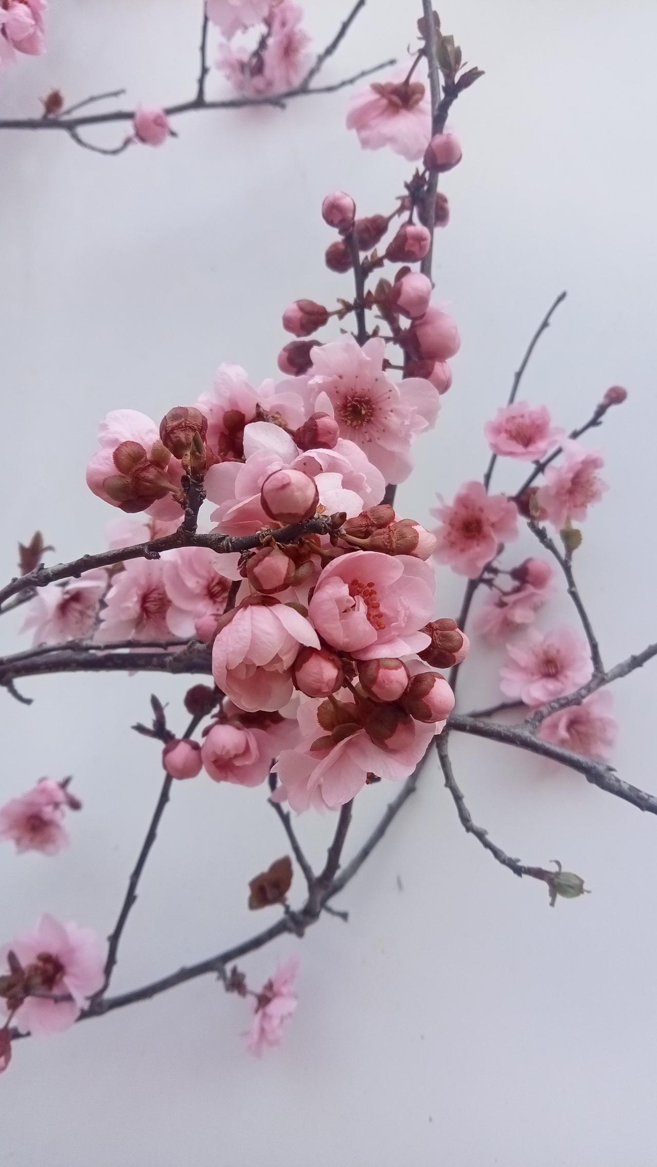 分享手机里的花花草草