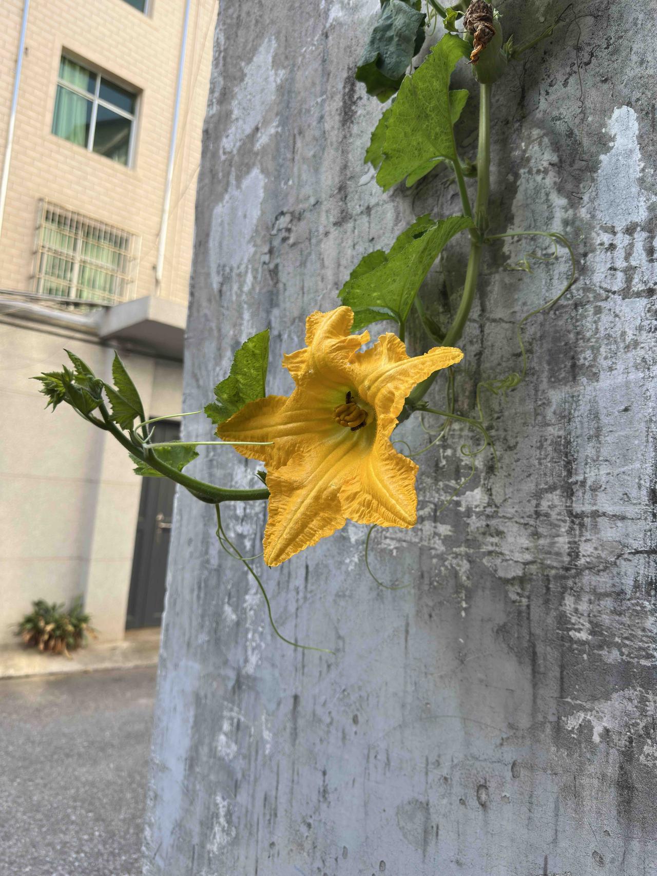 从院墙里爬蔓垂藤的一枝南瓜花一枝独秀，花开灿烂，花托底部的小南瓜已经成型，花蕊间
