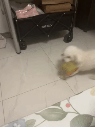 一只发疯的小狗，感觉特别亏待他……我就我和妈妈在家，我初一把他接回家的，那个时候