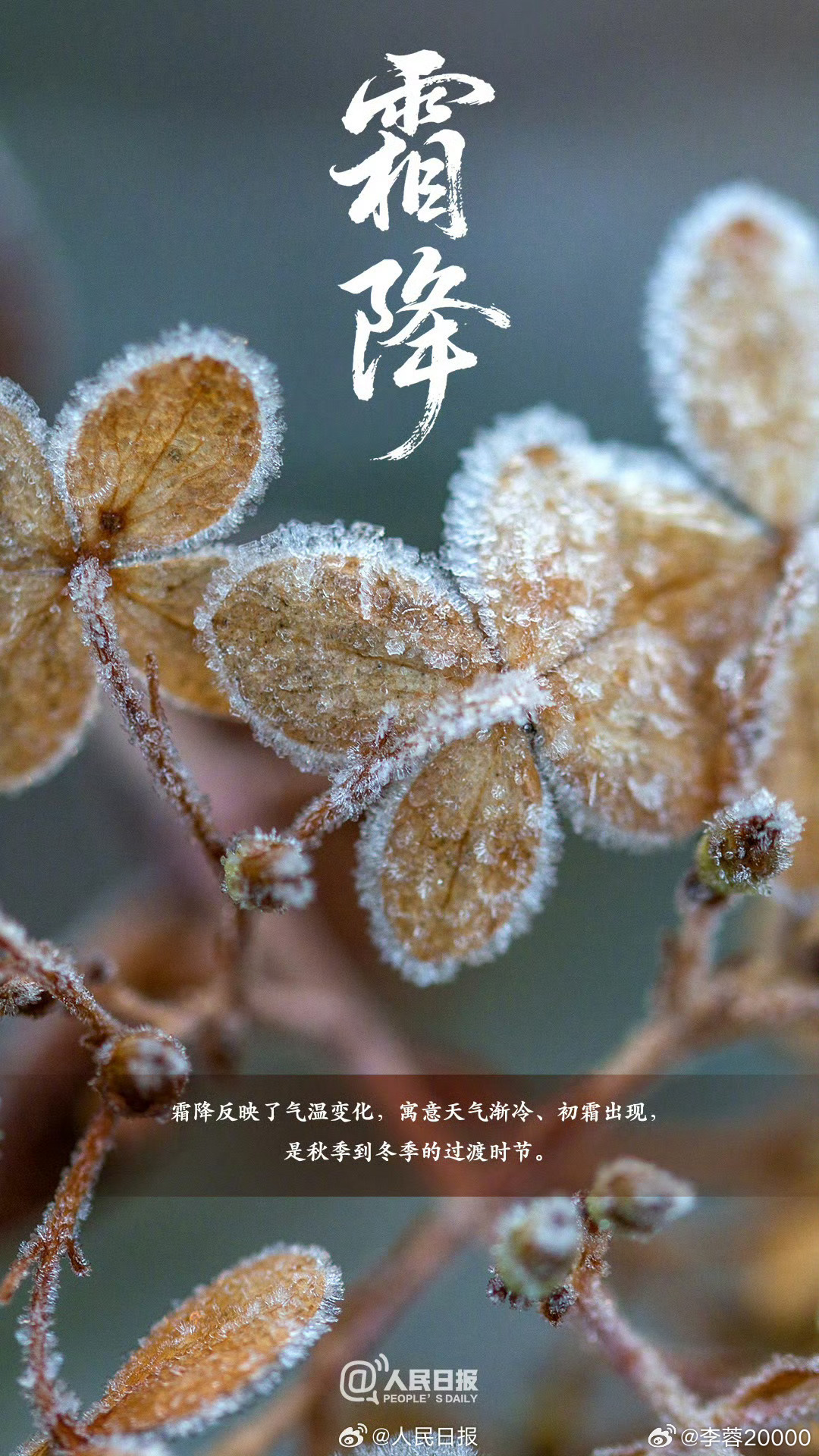 【今日，霜降】今日17时38分迎霜降。这是秋季最后一个节气，下一个节气就是立冬了