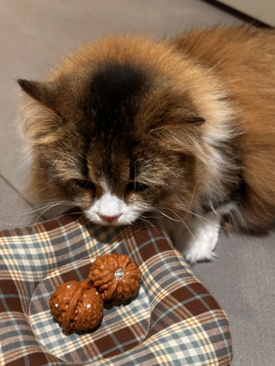 猫猫的快乐就是这么简单呀