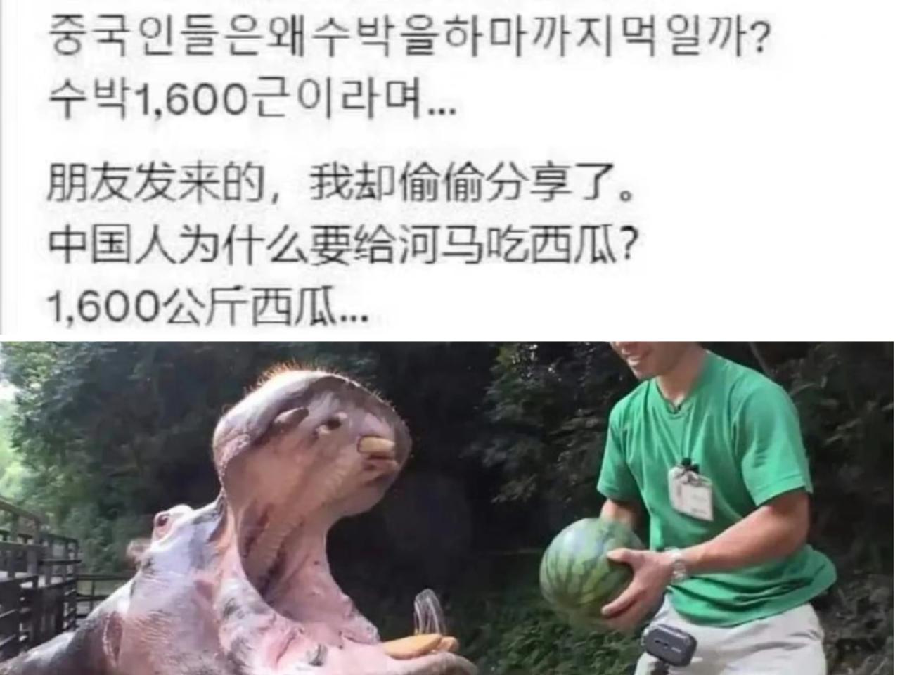 笑死！中国人给河马投喂西瓜，却气坏韩国人：这是糟蹋高档水果！
最近，韩国网站上一
