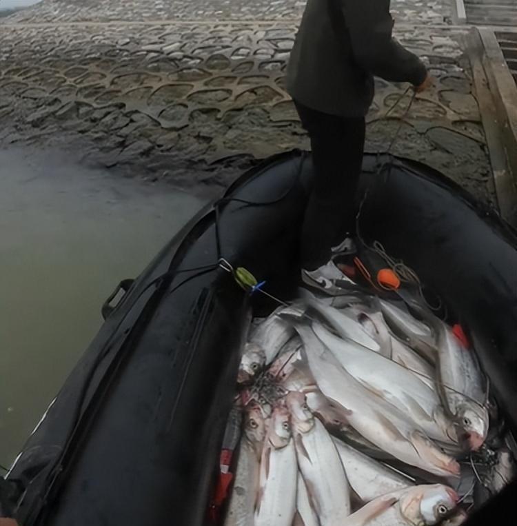 钓鱼界又炸锅了！最近江苏高邮湖一男子狂抽翘嘴鱼，3个半小时钓了120斤，最大一条