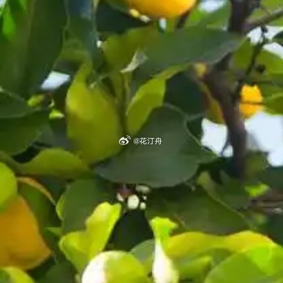 檸檬樹1. 栽培方式：腐葉土+園土+粗沙，酥鬆肥沃微酸性透氣土；木質根系發達，選