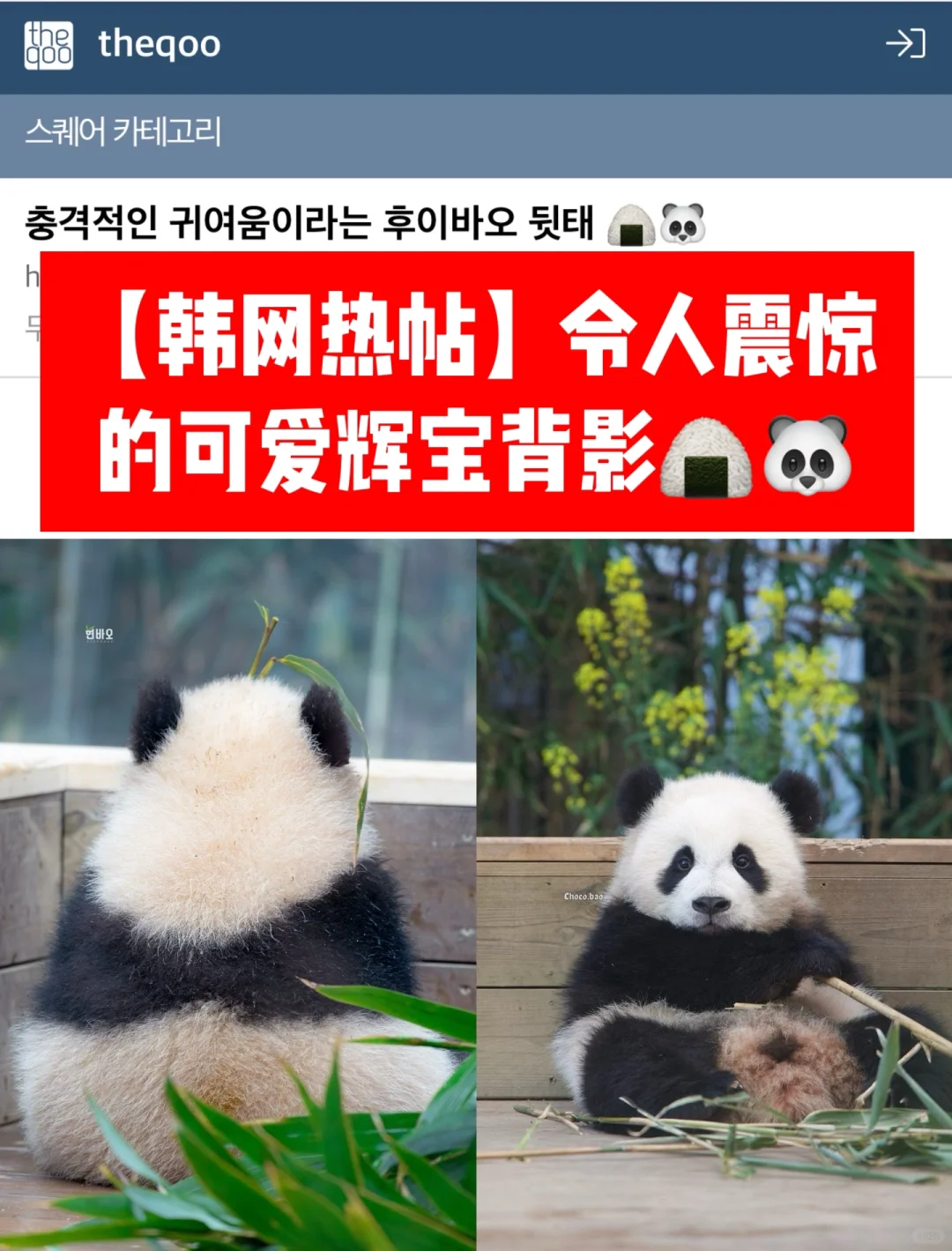 🔥韩网热帖｜令人震惊的可爱辉宝背影🍙🐼