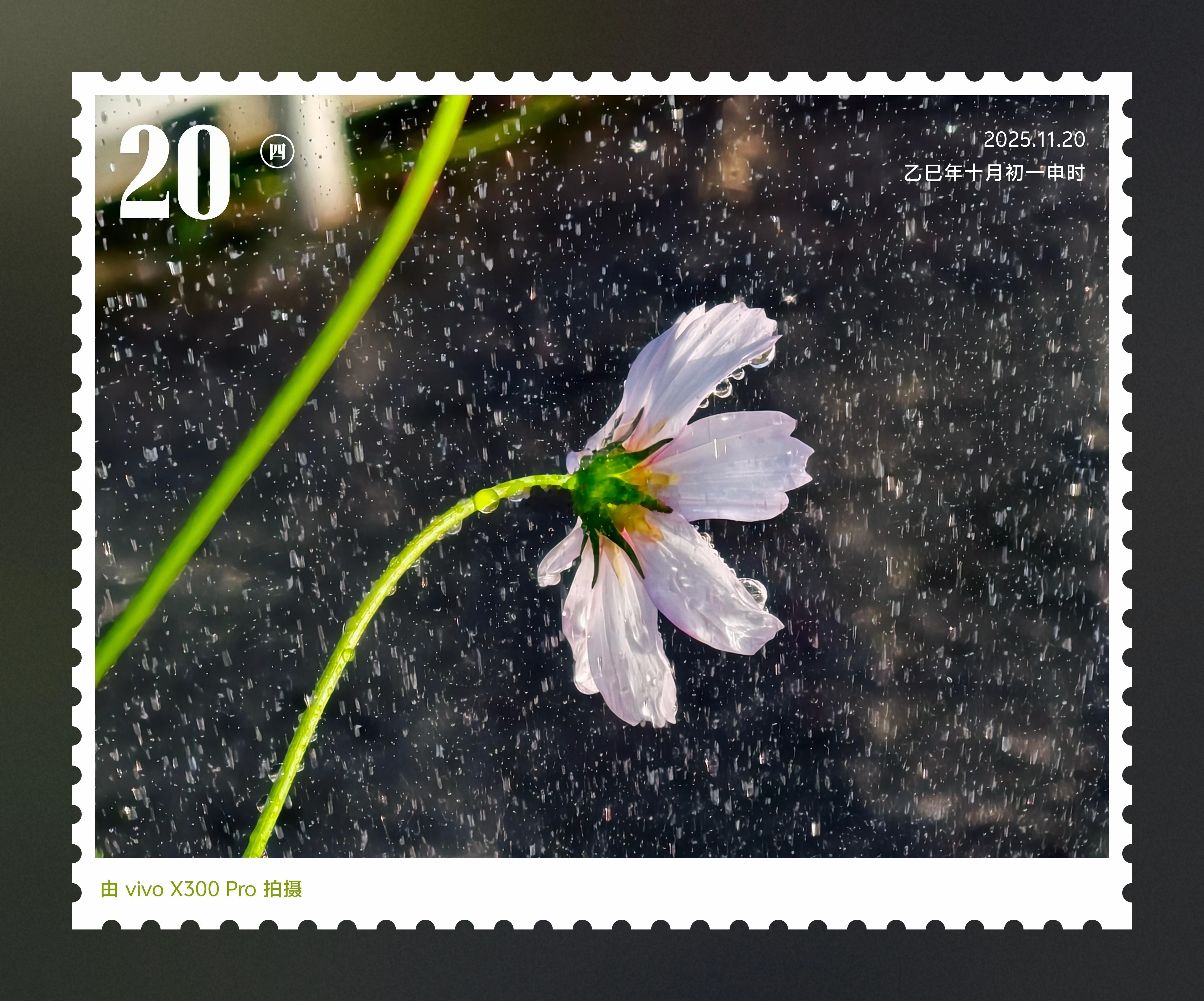 vivo把雨中格桑，酿成专属春日邮票💌细雨落满花瓣温柔又浪漫风遇花止，雨落温柔