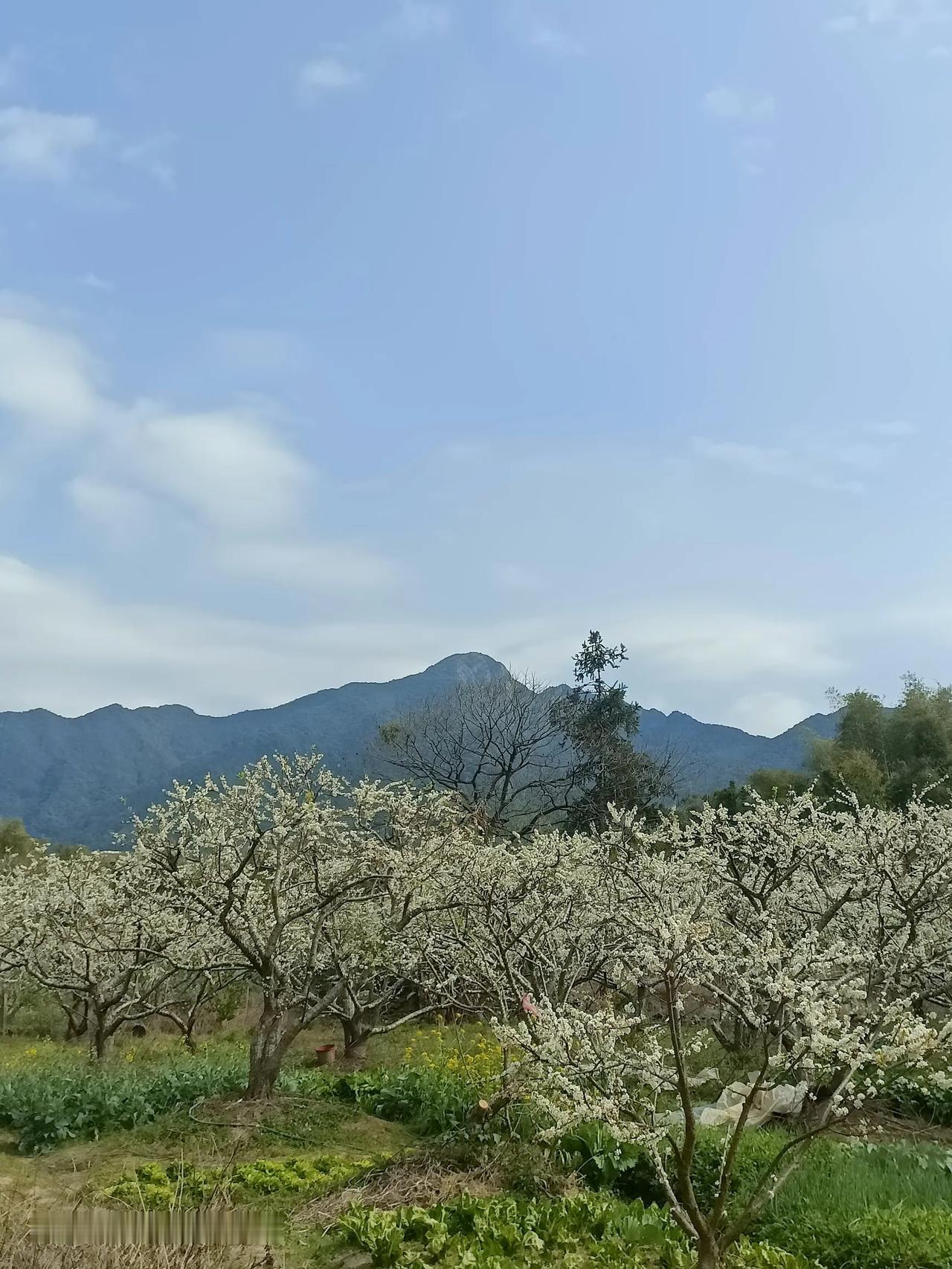 壮丽山河风光从化一日游，千亩李花节