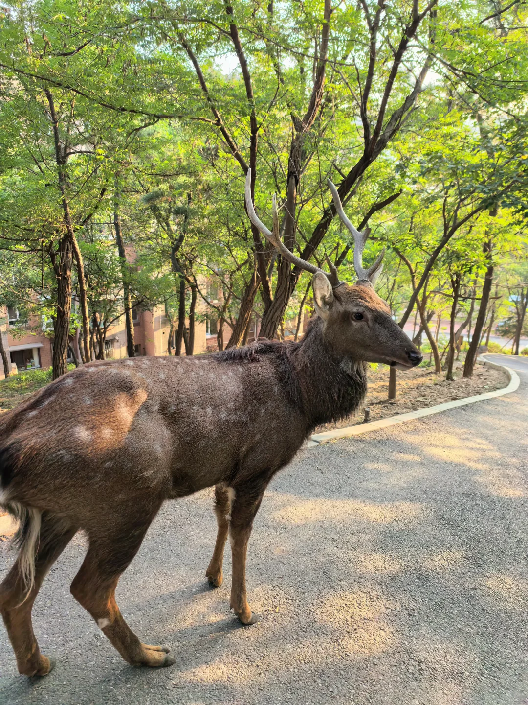 梦见鹿🙋‍♀️
