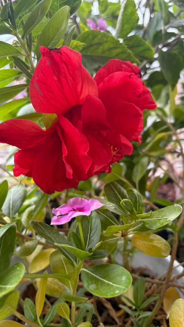 菊花开始冒花苞后 生长速度就变得很快 ​​​
