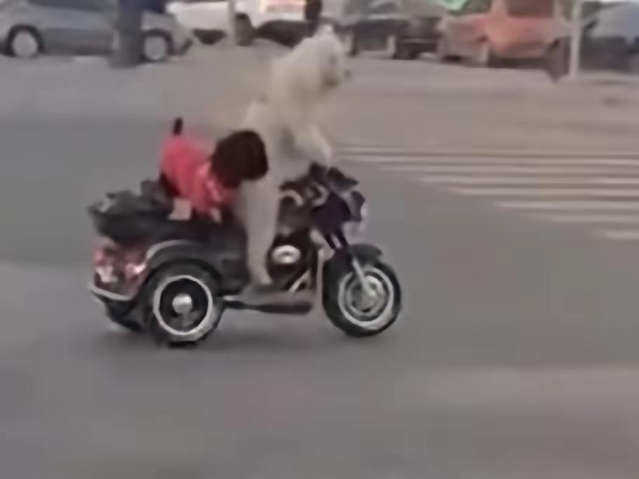 太搞笑了，把警察都给弄懵了。在江苏淮安，宠物狗“骑”电动三轮车上街，后座还趴着一