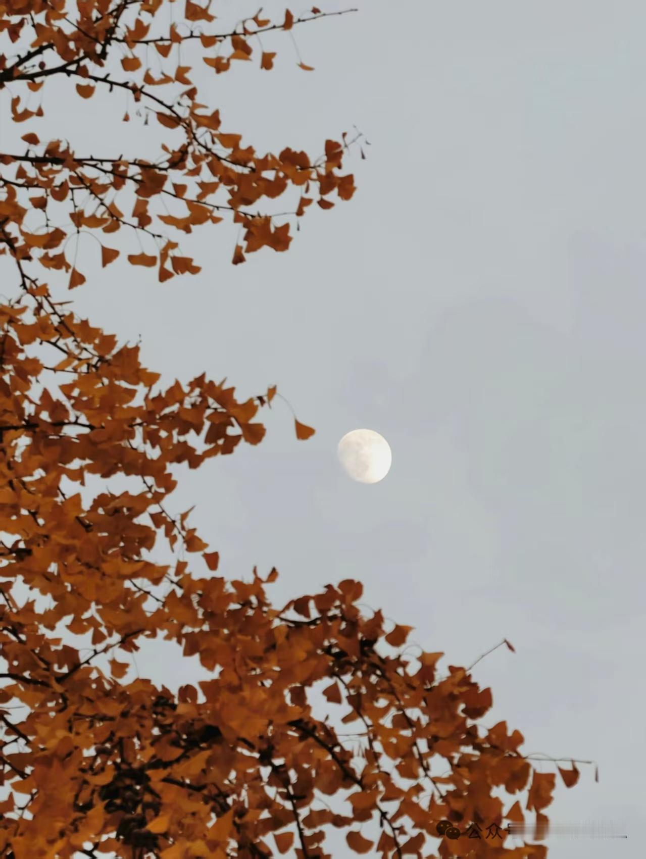 金字经·咏银杏
寒暑寻常过，
岁华依旧新。
都恋人间玉树春。
颦，叶黄如镀金。