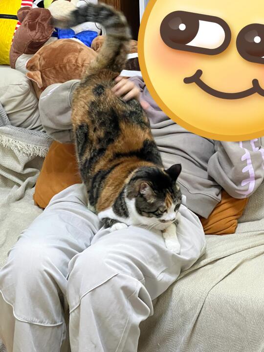 在家的幸福时刻有一只猫