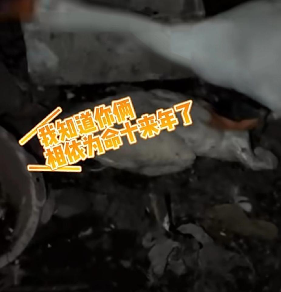 万物皆有灵！10月21日，河南商丘康女士发布视频：家中两只鹅十几年为伴，一只病死