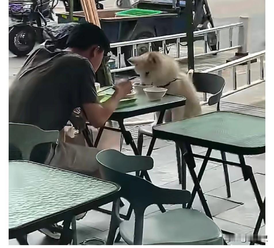 4月17日，广东某地一家餐厅内，一名男子在餐厅外堂食就餐时，竟将自家宠物狗带到餐