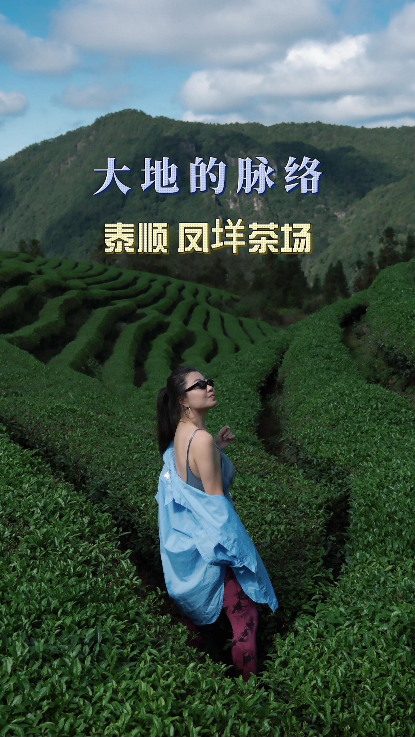 这里是三杯香主要产地之一，泰顺四大最美茶园之一，也是离县城最近的茶园...