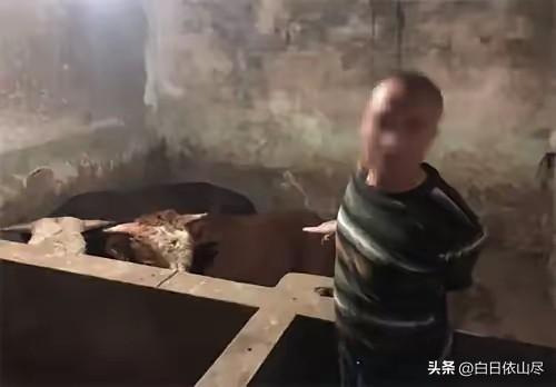 “谁死谁有理？”湖北，一大爷早上去喂牛，突然发现一具男尸躺在牛棚里，背部被戳个血