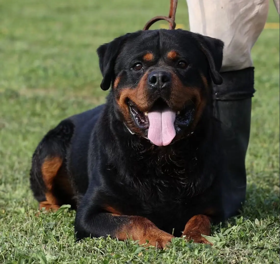 斯巴达犬舍最新引进-从德国新到的种公-海马斯