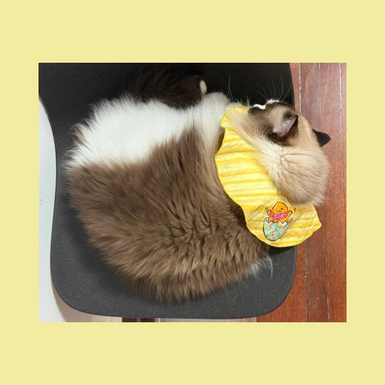 一时之间分不清是猫还是仓鼠🐹