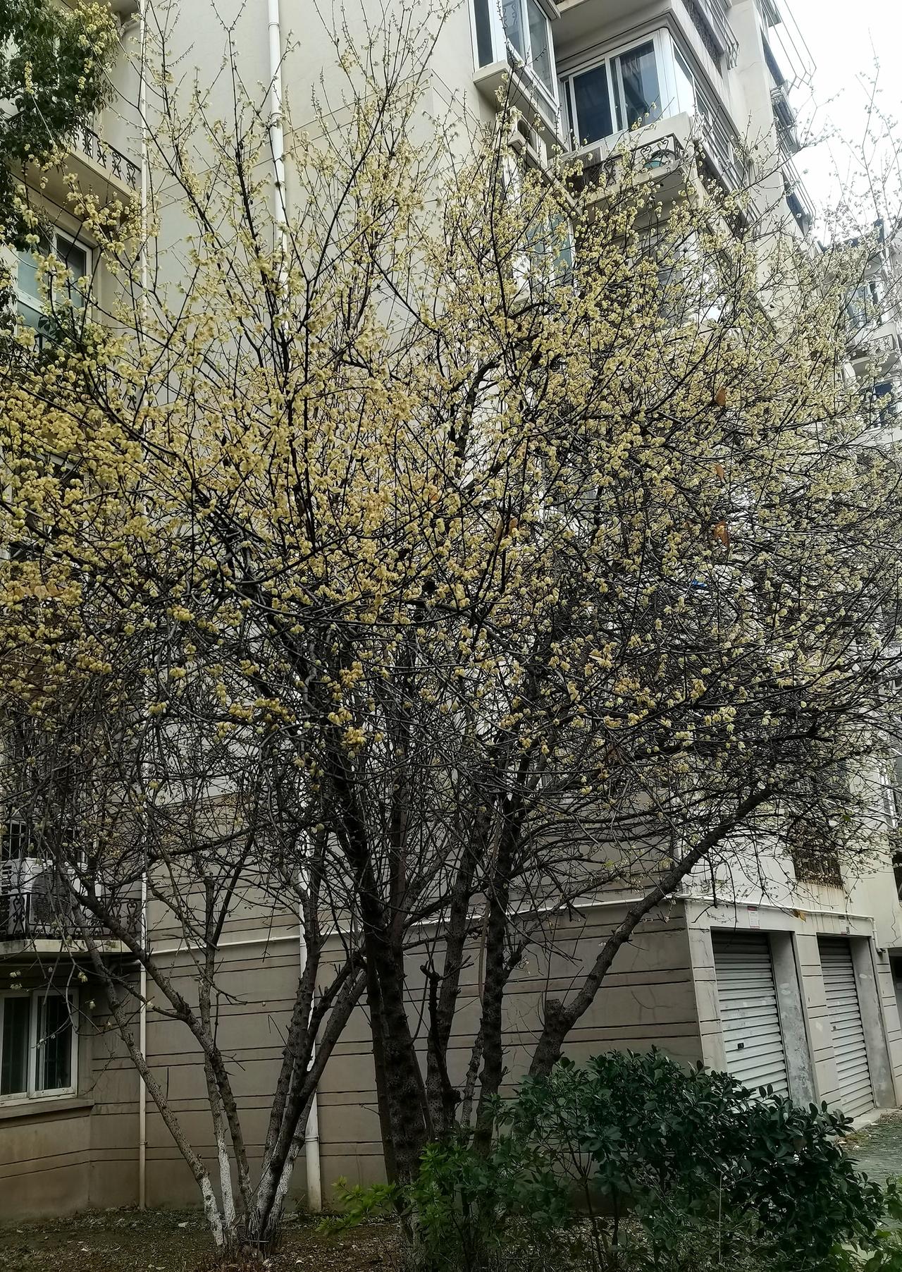 另外，上星期天，到附近的亭林公园，那里面的牡丹盆景花，非常好看，我不仅拍照片，还