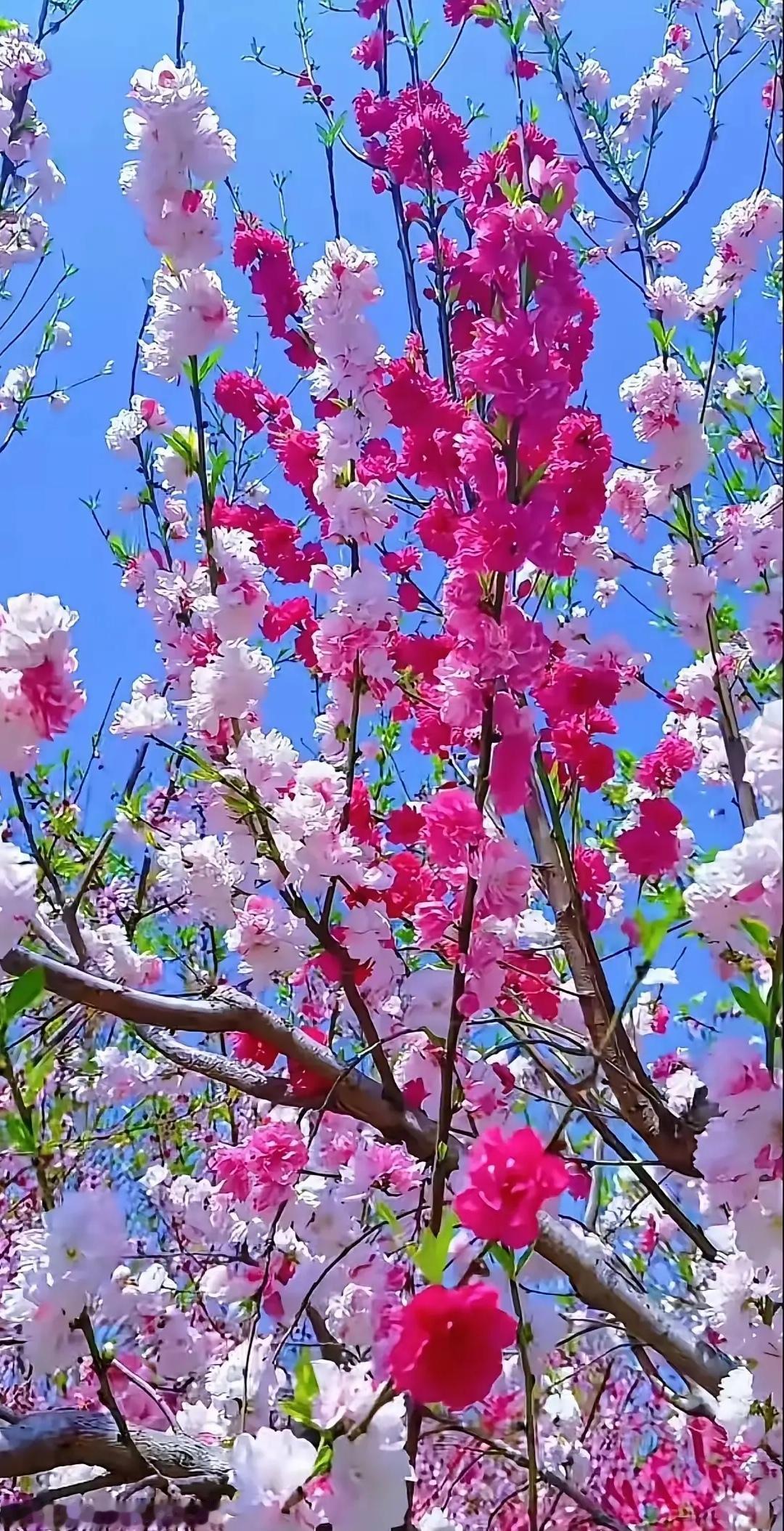 《七绝·三月抒怀！》
（原创作品，版权保留）
文/此生又做推敲人

三月花海红浪