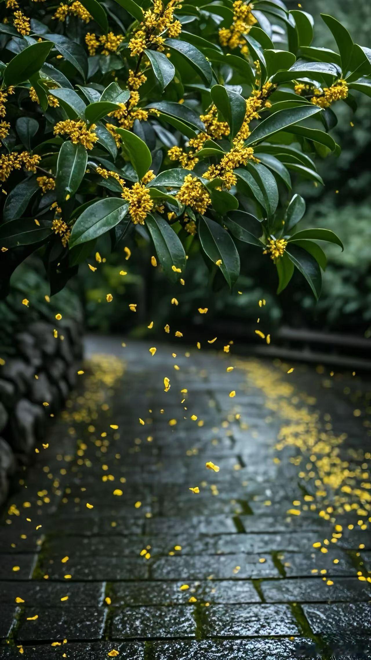 到了采桂花，枇杷的季节[桃里桃气] ​​​