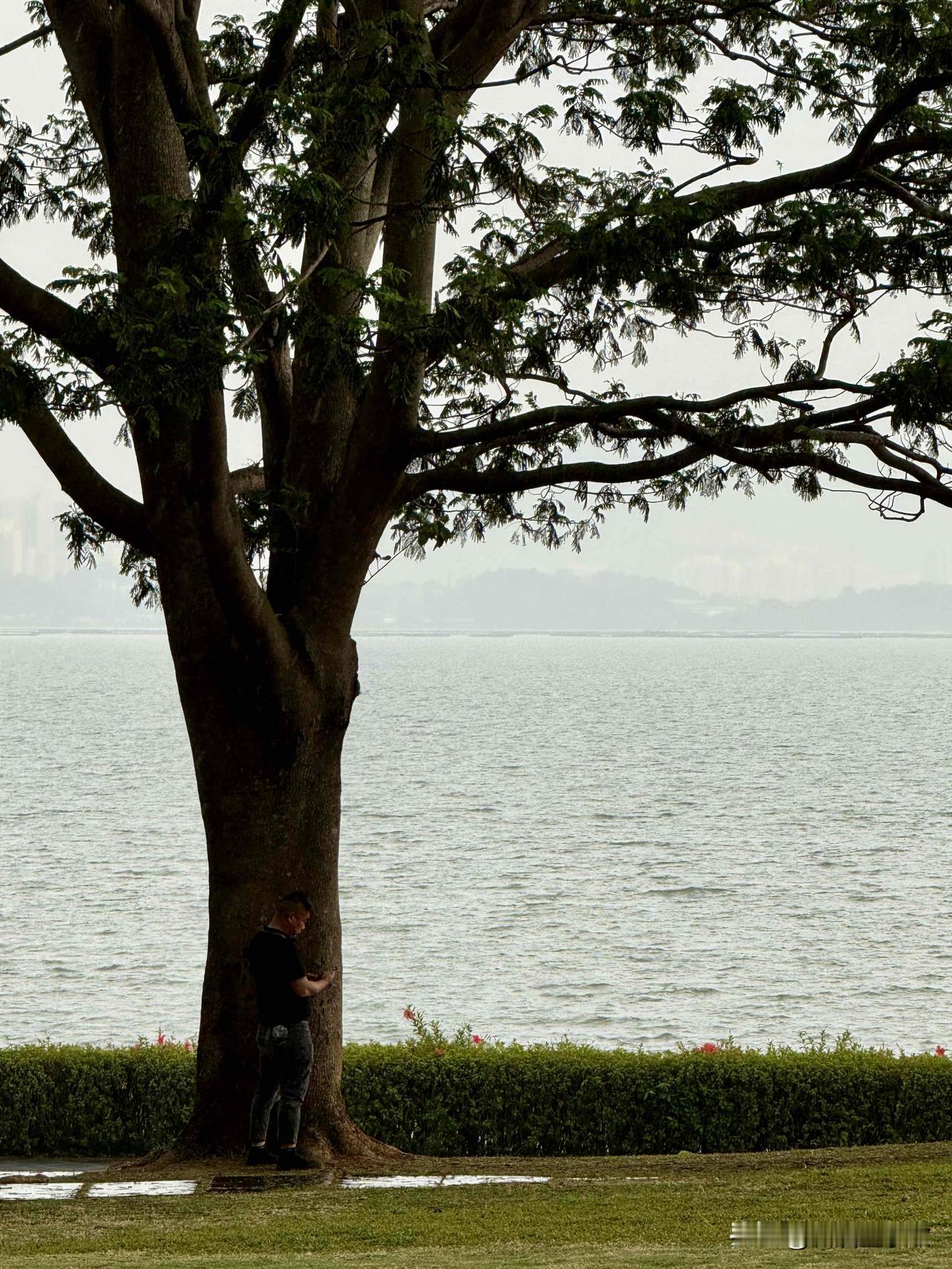 风吹雨打我不怕，大树下面好清凉。深圳湾白鹿坡网红拍照📷打卡地，大树下的风光独好