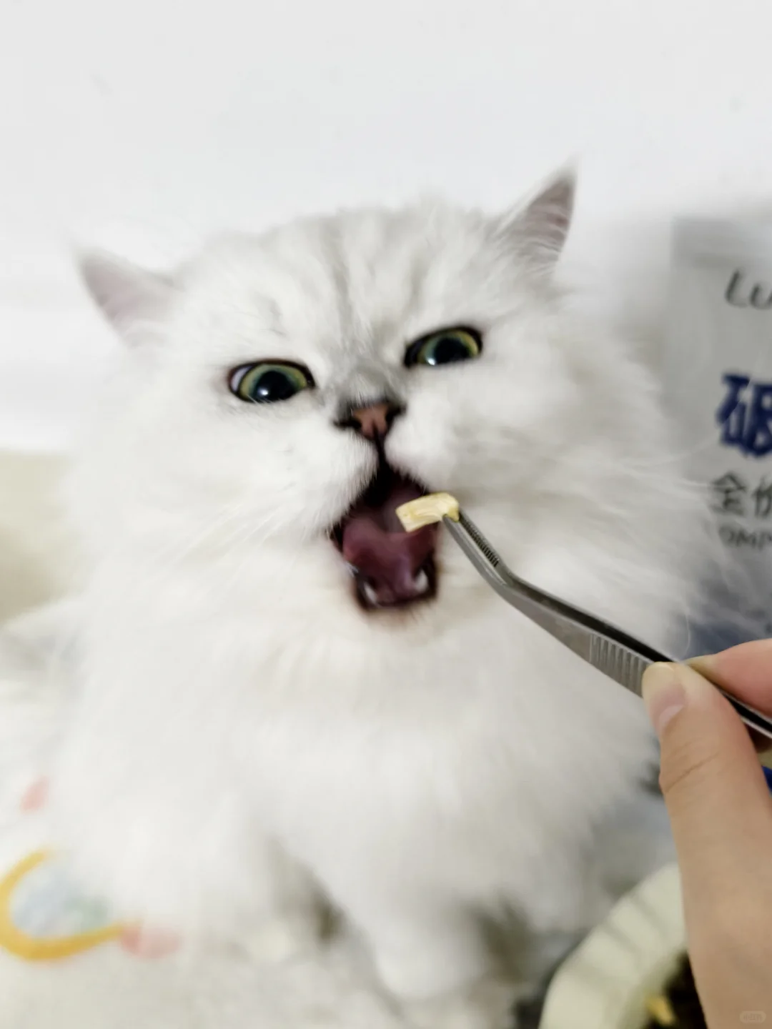小猫的心愿之一：每天都有冻干罐头🥫次