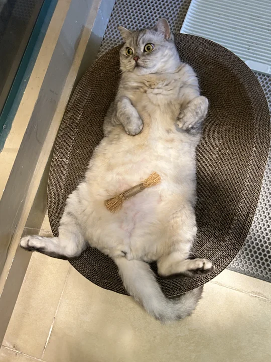 美式躺猫系列～🐱️