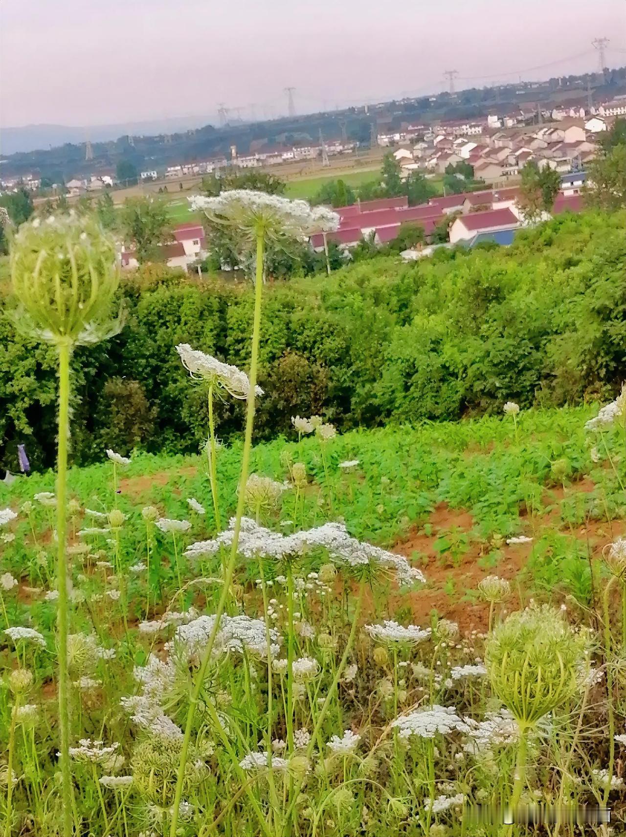 《坡花烂漫（李林摄于汉中城固）》