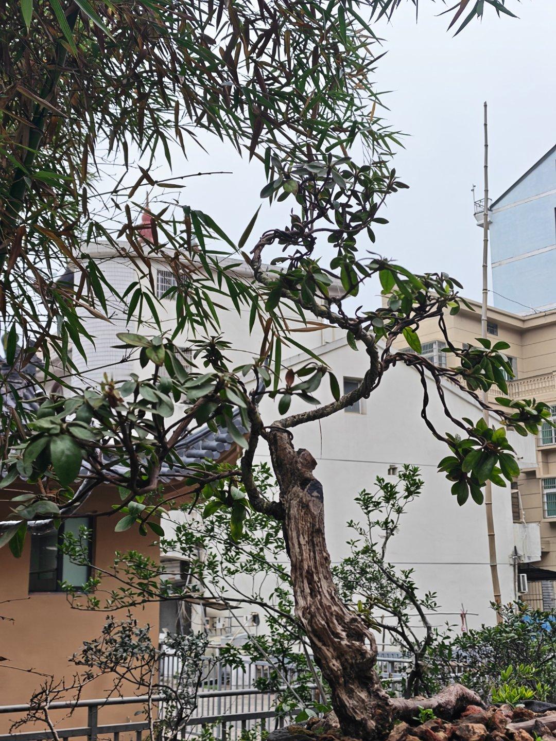 回家过年的脚步越来越近了！每天早起打卡