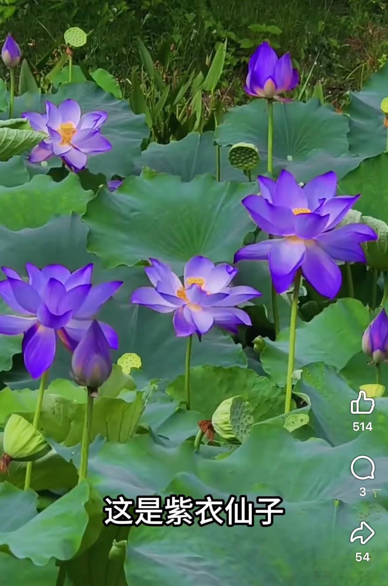 紫衣仙子原来要1688一颗，太美了 ​​​