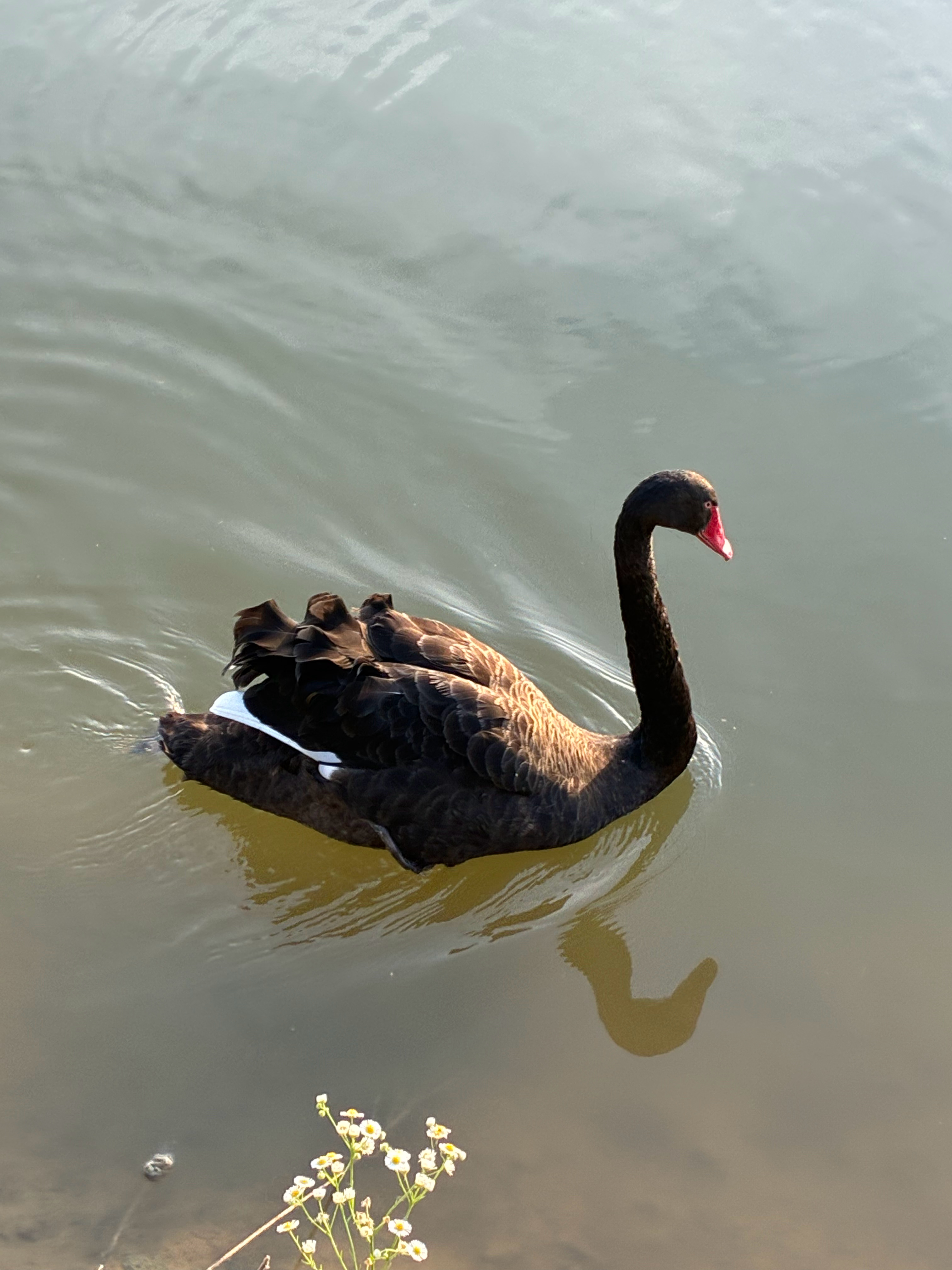 看到我在拍就游过来停留的好宝宝🦢