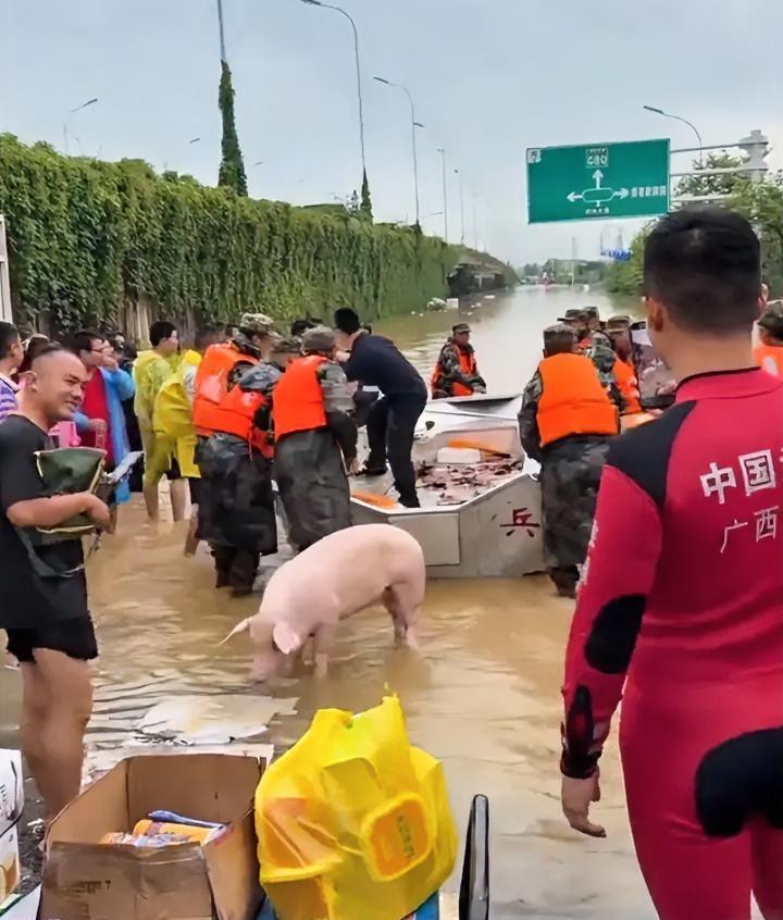 先救猪，后救人？
一看就是谣言，造谣的人一看就是没经历过灾难，所以才能说出这么幼