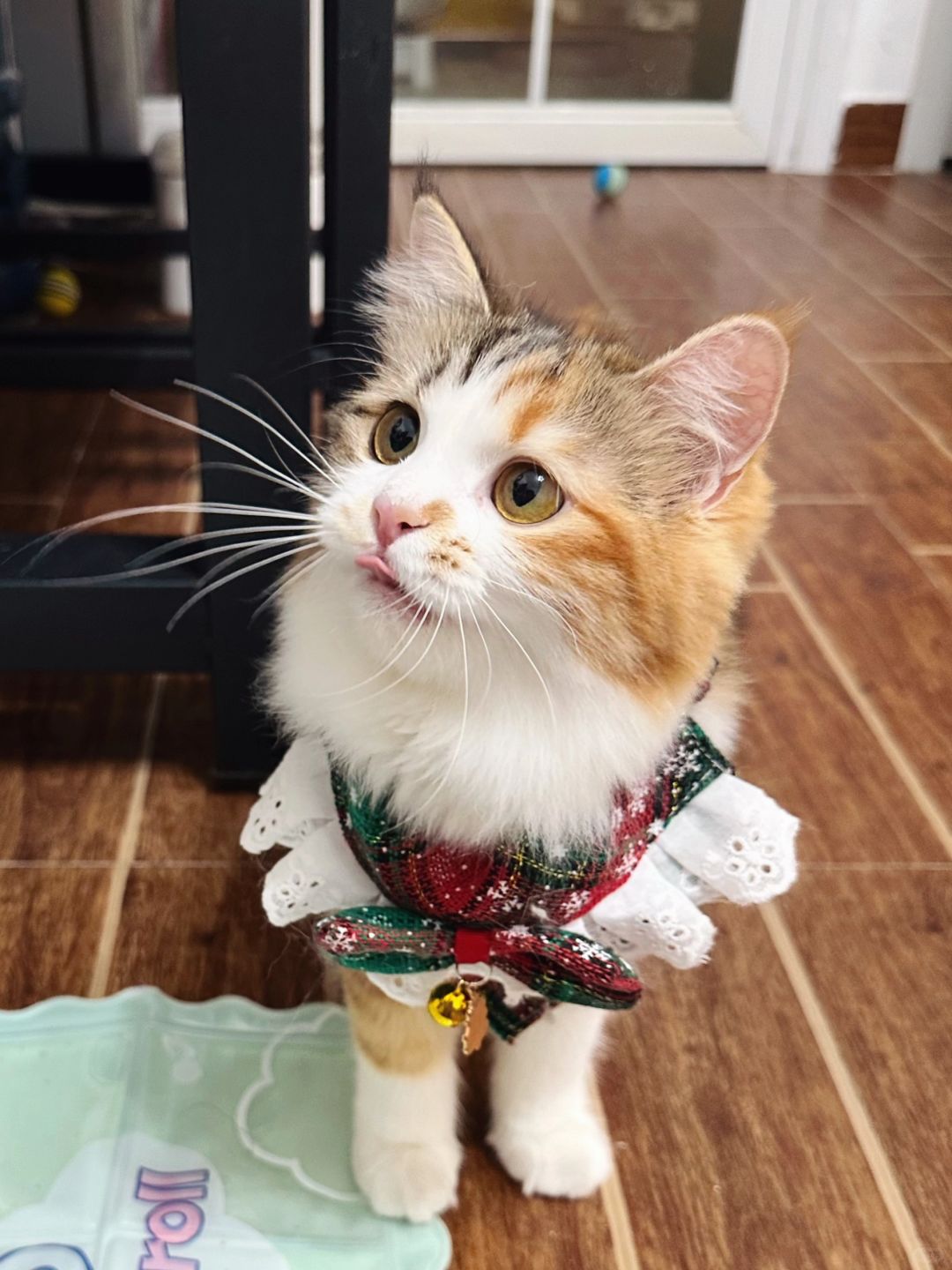 宝宝、你是一个贪吃的小猫摆件