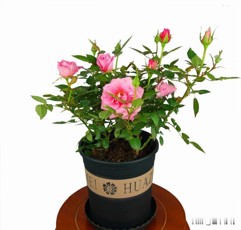 入夏之后阳台花草长势格外喜人，闲来驻足打理已成日常乐趣。月季接连冒出新花苞，枝叶