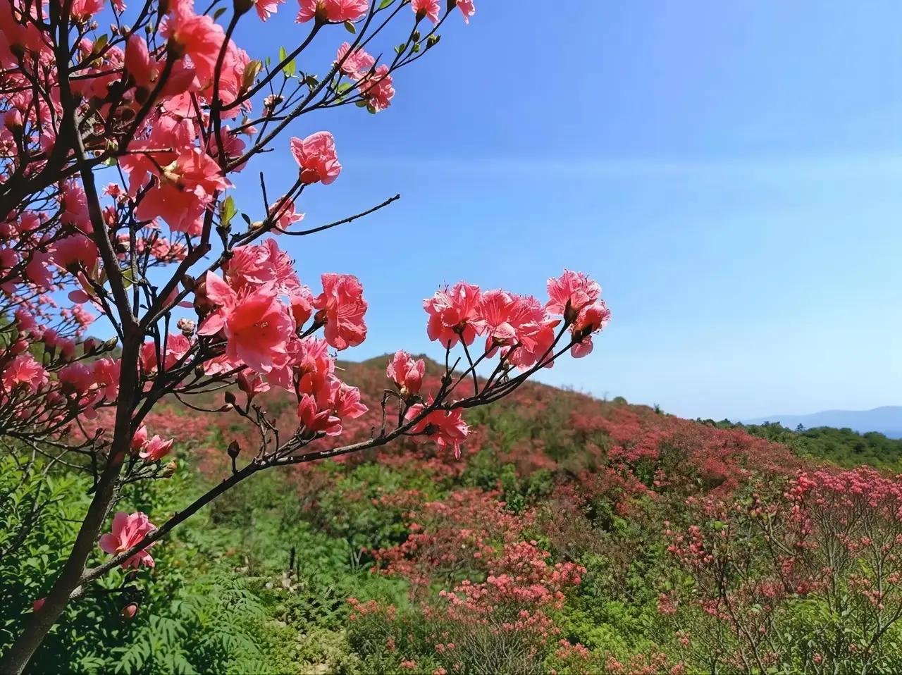 樱花之景依旧，难能可贵的是民众那份真挚的善意。文人常借落花慨叹人生，百姓则凭繁花