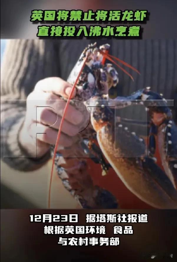英国政府禁止活煮龙虾，欧洲已有数国采取类似措施。

据《今日俄罗斯》《华商报》《