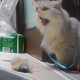看完监控抄起钱包和猫包就去医院，死老头给了我比天价账单更可怕的东西：转院介绍信