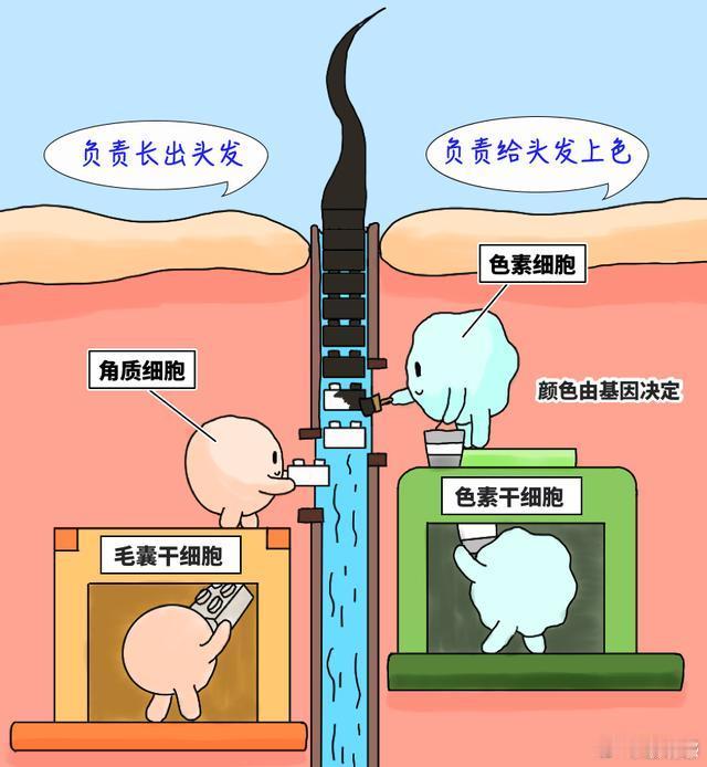 长白头发不是因为老是你太累了对！真的好多人误会了😭白发很多不是因为变老，大多是