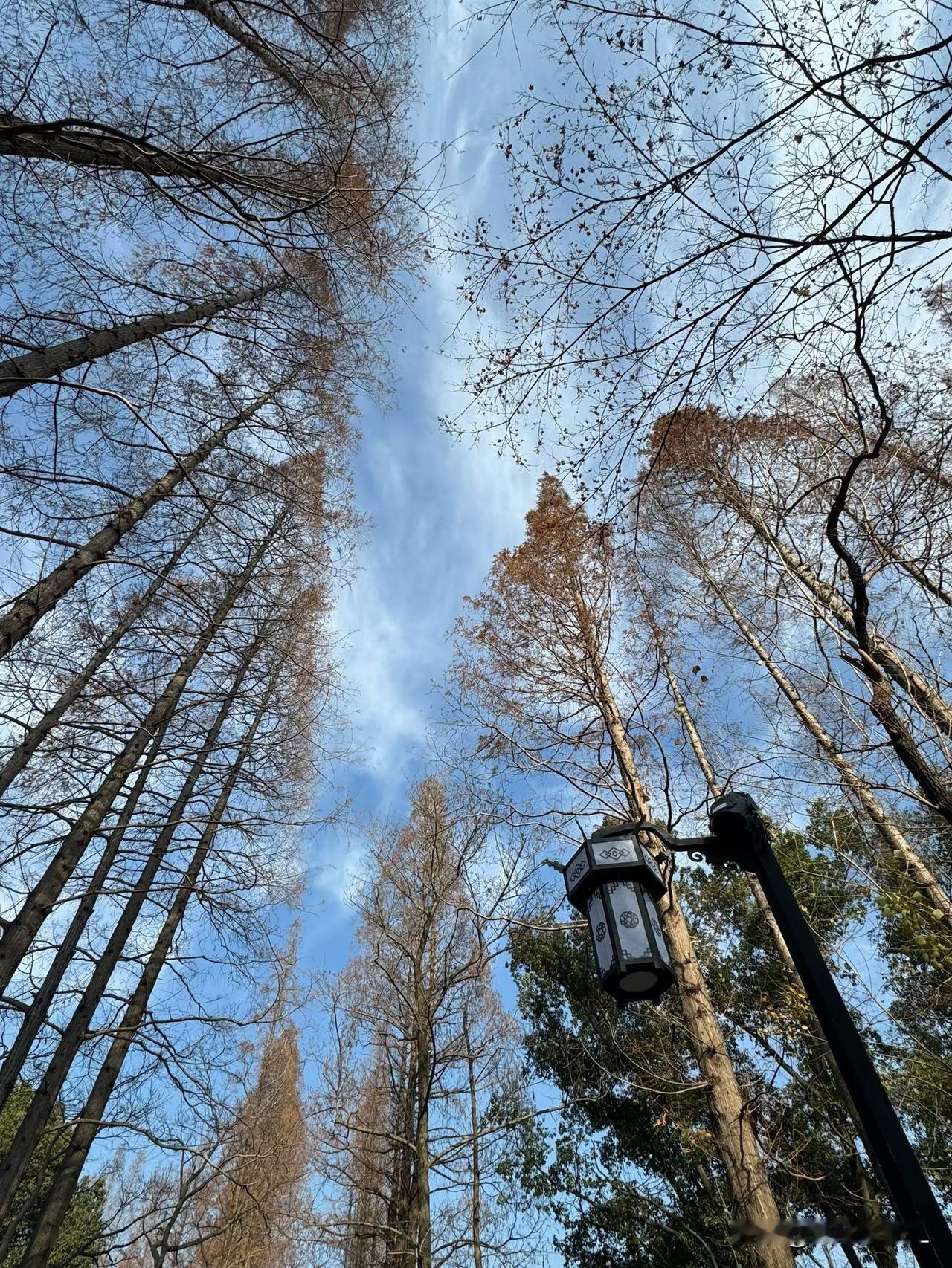 冬日暖阳下的林间小径，静谧而美丽。