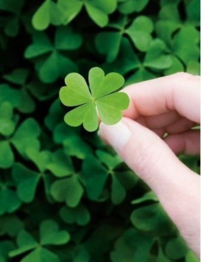 刷到四叶草的人，点赞，接下来有好运到来🍀 ​​​